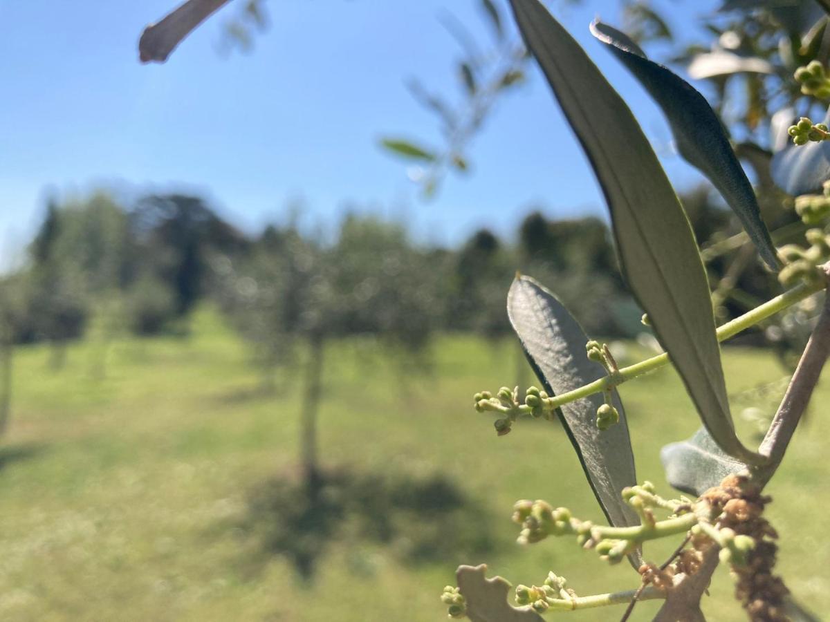 Tenuta Poggio Alla Farnia Fauglia Εξωτερικό φωτογραφία